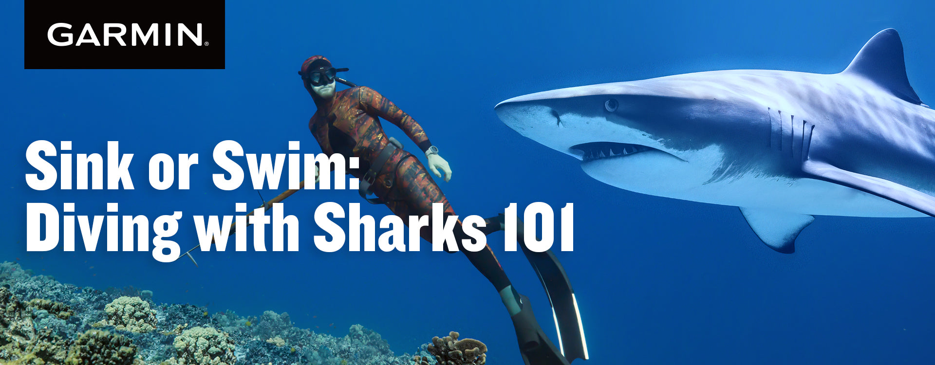 Sink or Swim: Diving with Sharks 101